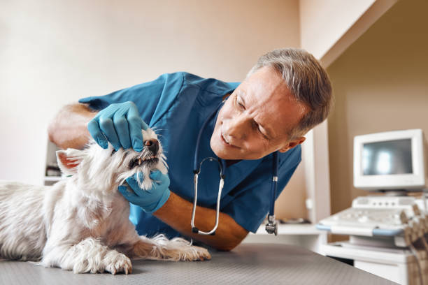 Best Same-Day Emergency Dental Services in Little Canada, MN